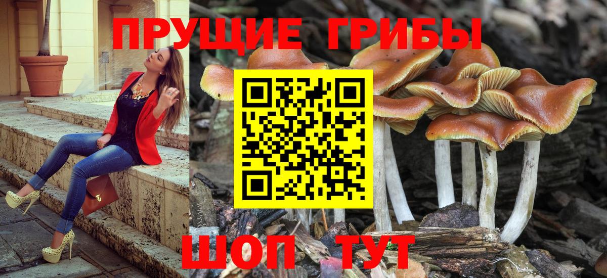 Псилоцибиновые грибы Cubensis Курган